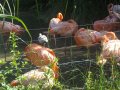 IMGP0766.JPG